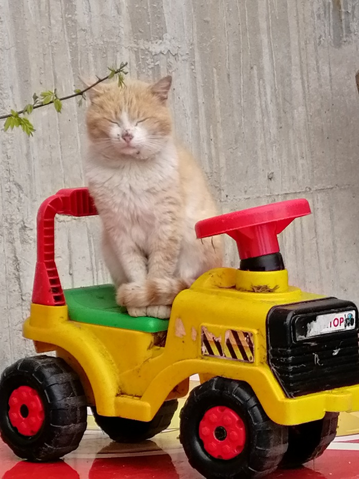    " ".   ,   , , , 