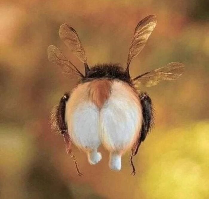 ������� �����������