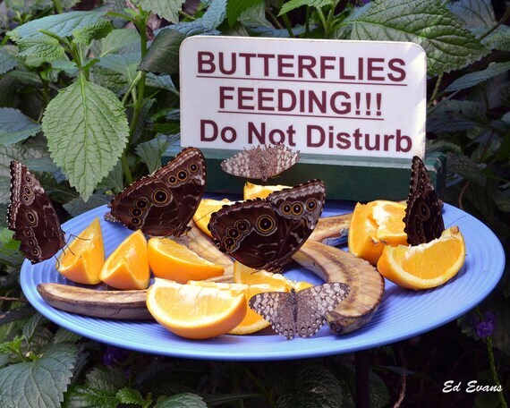 Эй, прояви немного эмпатии, двуногий!