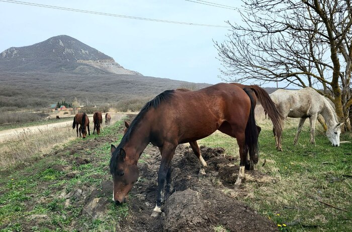 Коноки с Кавказских Минеральных Вод