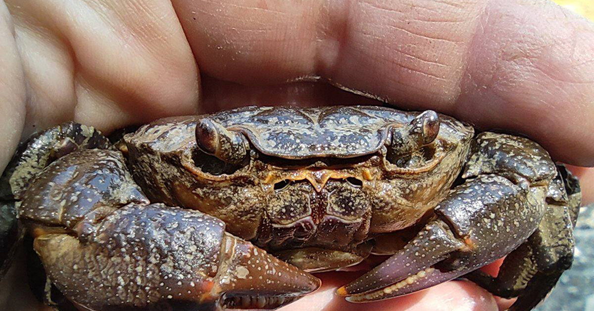 В черном море водятся крабы. Пресноводный краб Крымский. Potamon ibericum. Пресноводные Крабы в Крыму. Пресноводный краб на черном море.