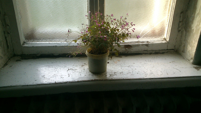 Ответ на пост «Листья»