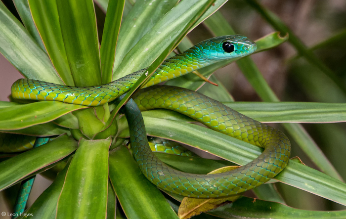 Бумсланг (Dispholidus typus)