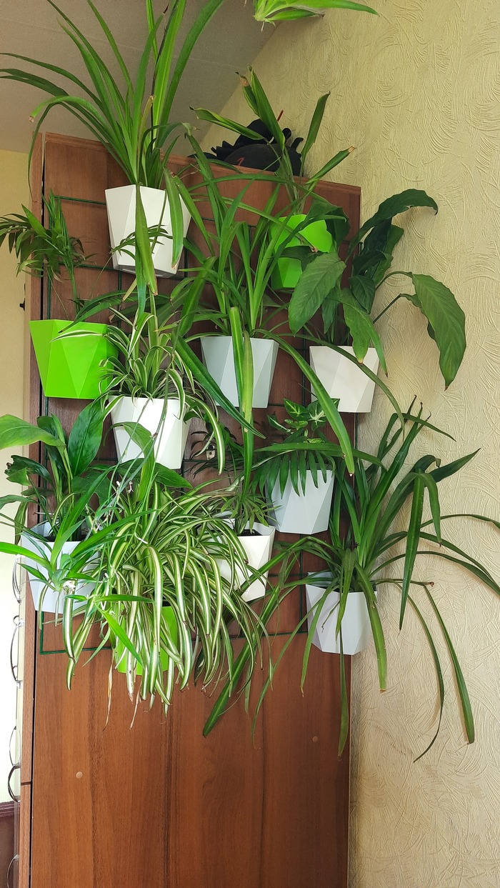 зеленая стена своими руками растения, комнатные растения, зеленая стена, своими руками, длиннопост