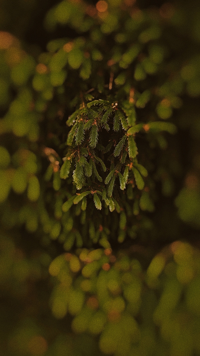  , Lightroom, iPhone 11,  