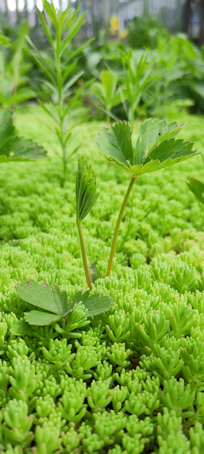 У бабуленьки в палисаднике