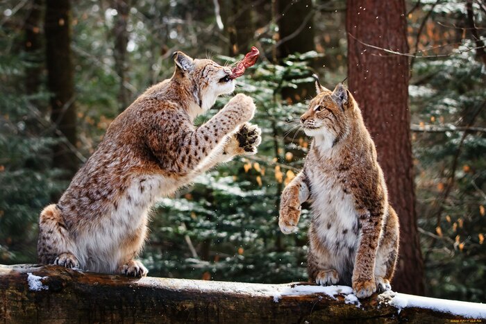 Смотри, как могу!