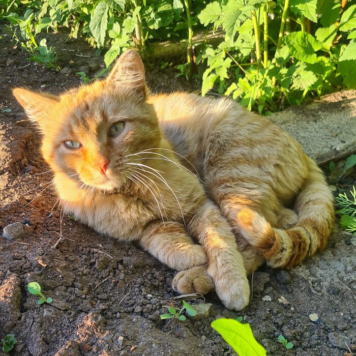 ����� ���������