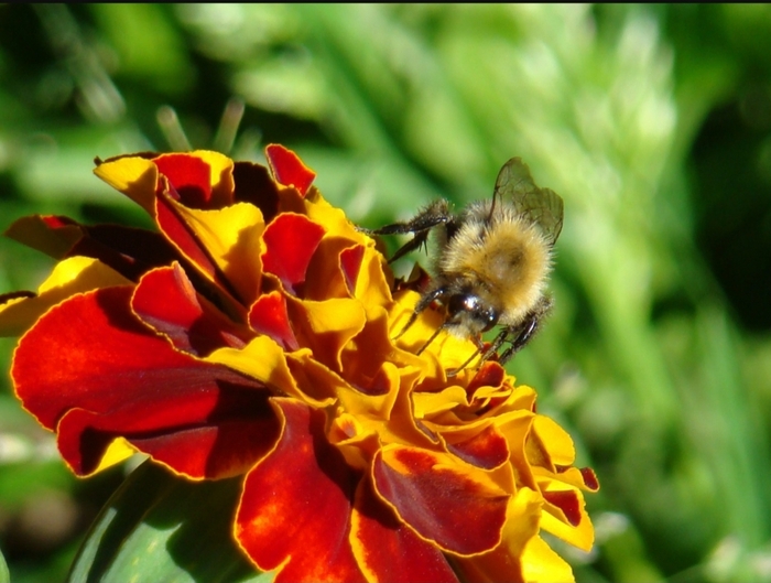 Пчела на цветке