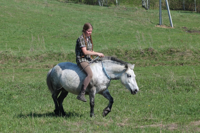 База вниик лошади. Кони-3 ВНИИК база. Мифы о конном спорте.