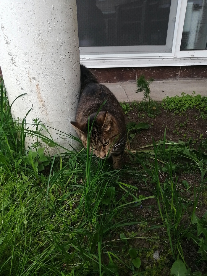 На лугу пасутся ко...