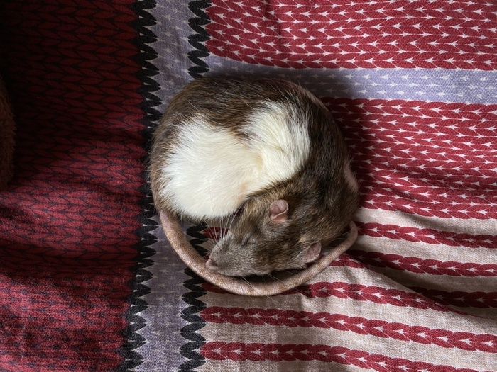 Просто спящий крысик