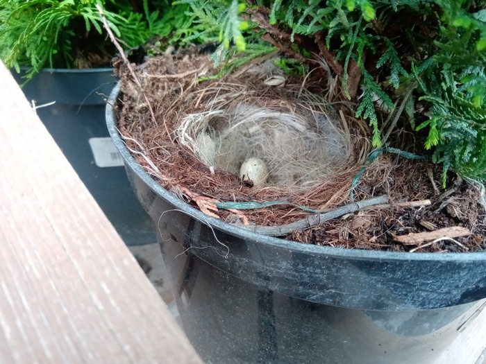 Трясогузки. Сезон 3, день четвертый