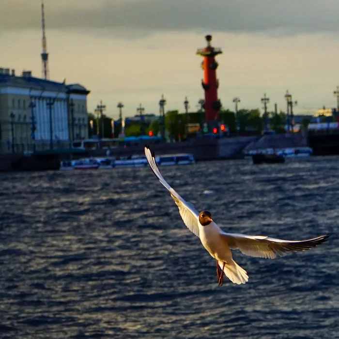 Чайки в питере фото