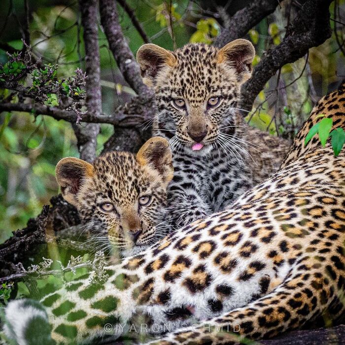 С мамой безопасно