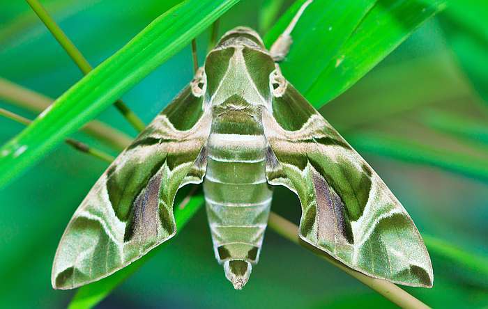 Олеандровый бражник