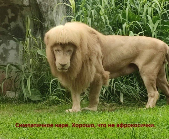 Жертва стилиста