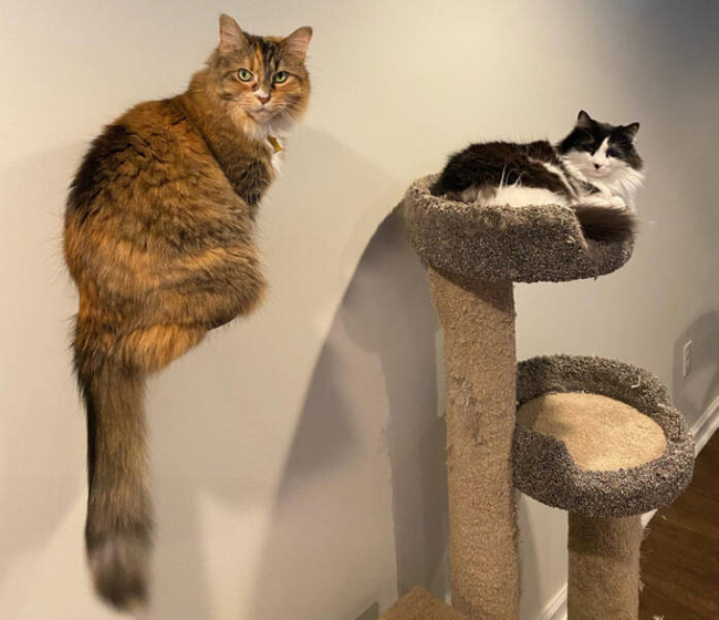 - Что смотришь? Левитирующего кота не видел, что ли?