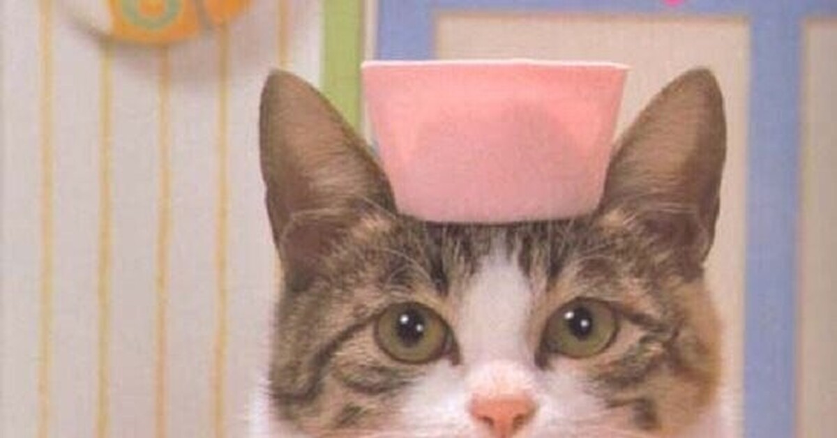 Спасибо котик мем