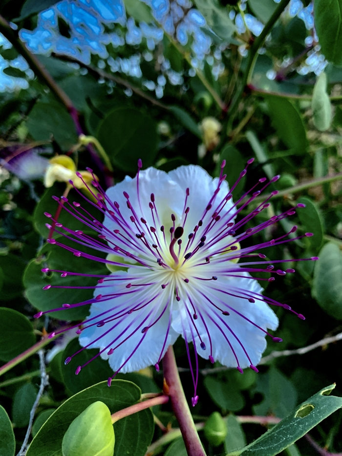 Это каперсы . Плоды все знают. А цветки мало кто видел
