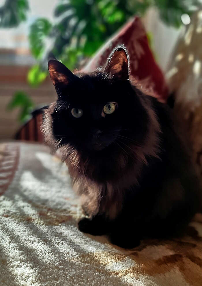 Киску на ночь =)