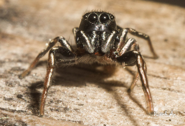 Прогулка Фотография, Санкт-Петербург, Природа, Прогулка, Парк, Длиннопост, Паук