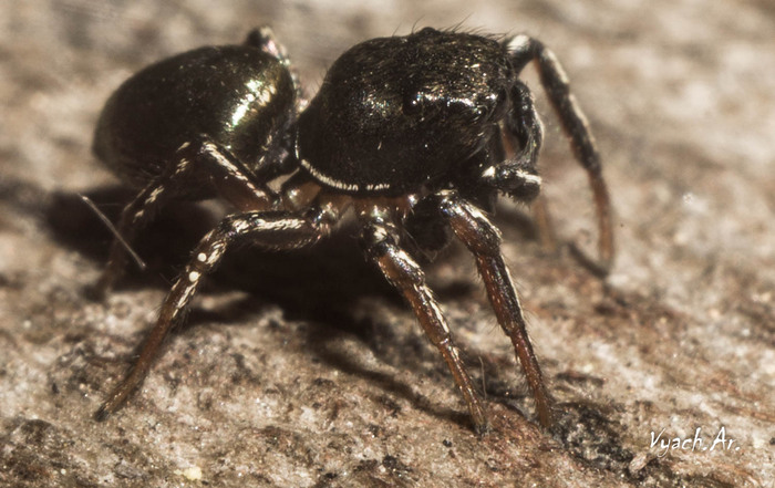 Прогулка Фотография, Санкт-Петербург, Природа, Прогулка, Парк, Длиннопост, Паук