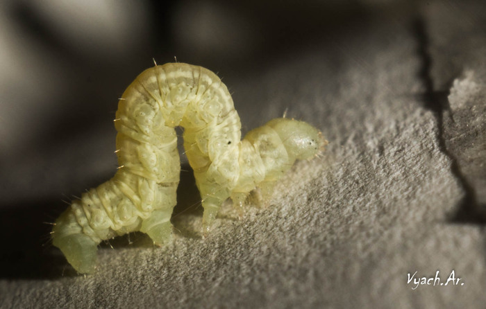 Прогулка Фотография, Санкт-Петербург, Природа, Прогулка, Парк, Длиннопост, Паук