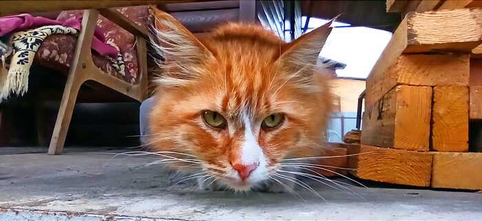 В глаза смотреть!