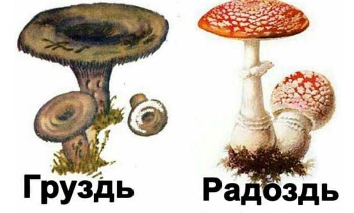 Радости пост