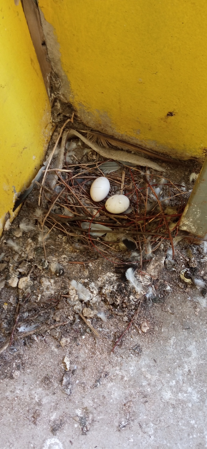 Пупа и Лупа, второй акт