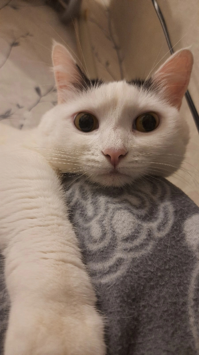 ������� ��� ����