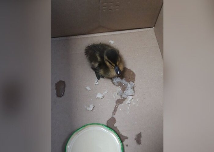 � ����������� ��� ������� ���������������������� ����� ������