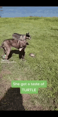      , , , 