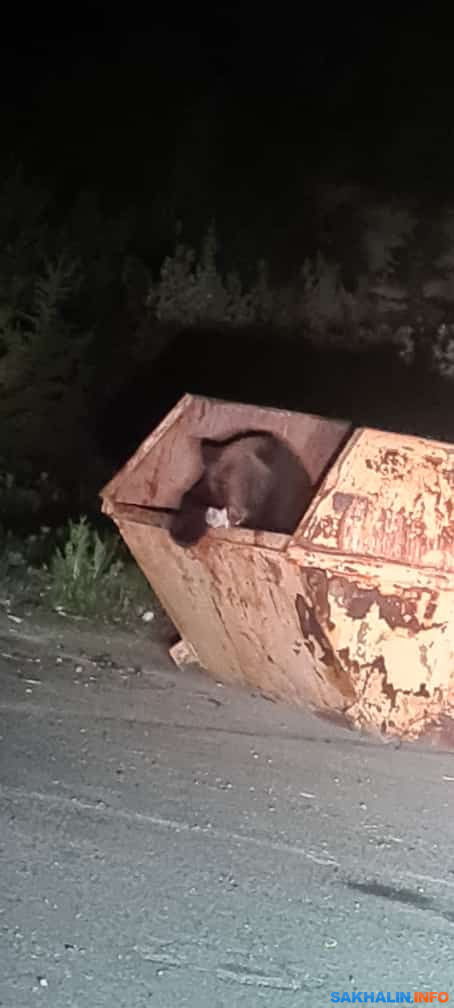 Сахалинцы не жалуются на медведя, облюбовавшего мусорный бак