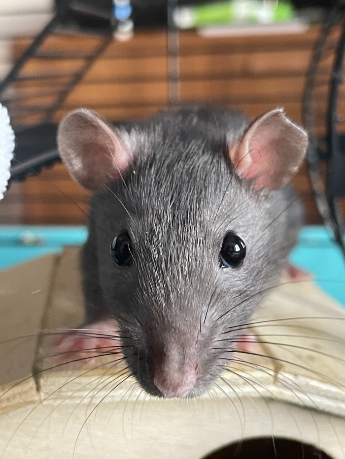 ������������, � ���������