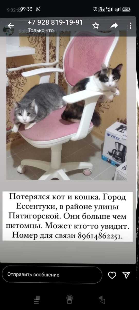 Потерялись кот и кошка