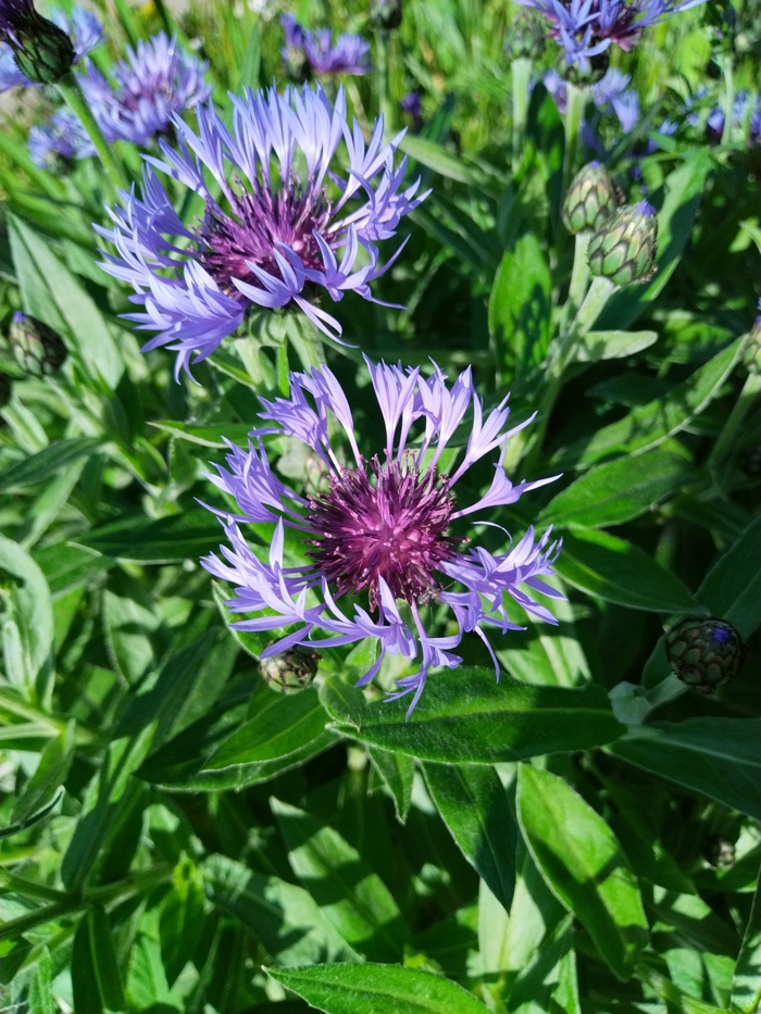 Васильки горные