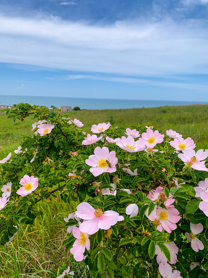 Россия. Краснодарский край. Темрюк