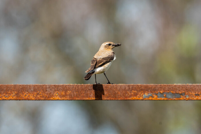 Необыкновенная обыкновенная каменка