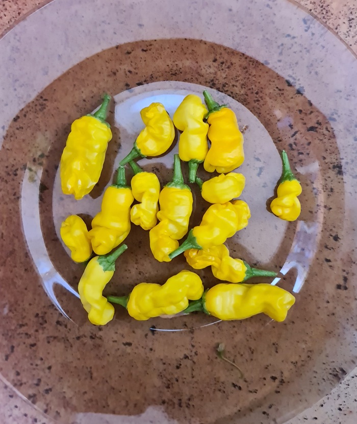 Мой первый урожай