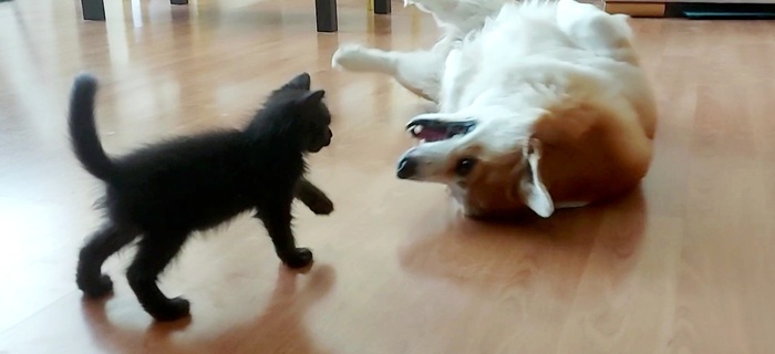 �����������)