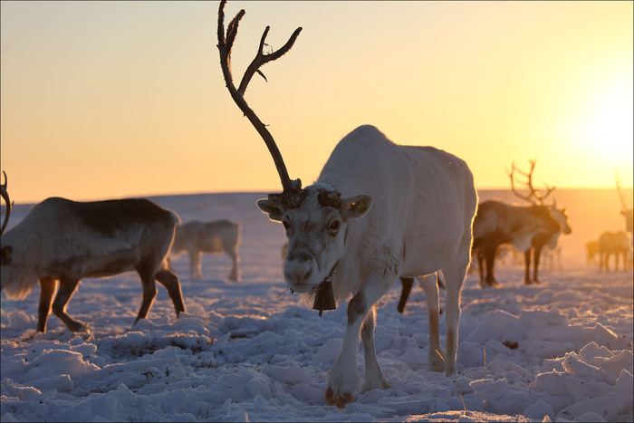 «Арктическая база» без современных технологий: как живут оленеводы Север, Оленевод, Таймыр, Поселок, Видео, YouTube, Длиннопост