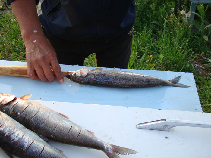 Байкальский вариант блюда "Рыба на рожне" - омуль Приготовление, Рыба, Готовка на костре, Байкал, Длиннопост