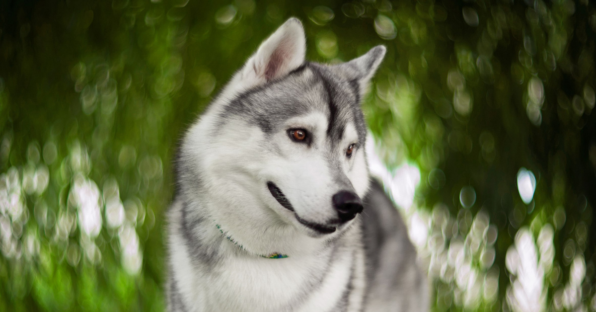 Хаски москва