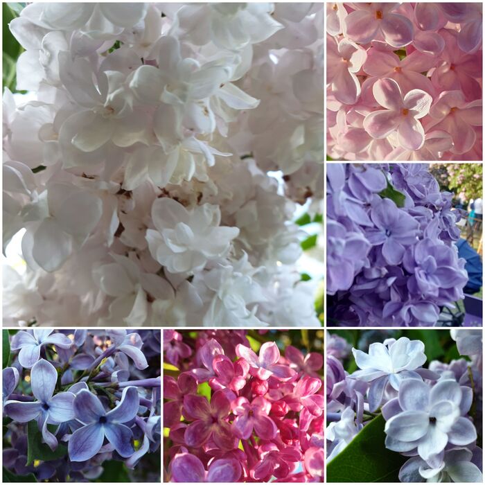 Такая разная сирень