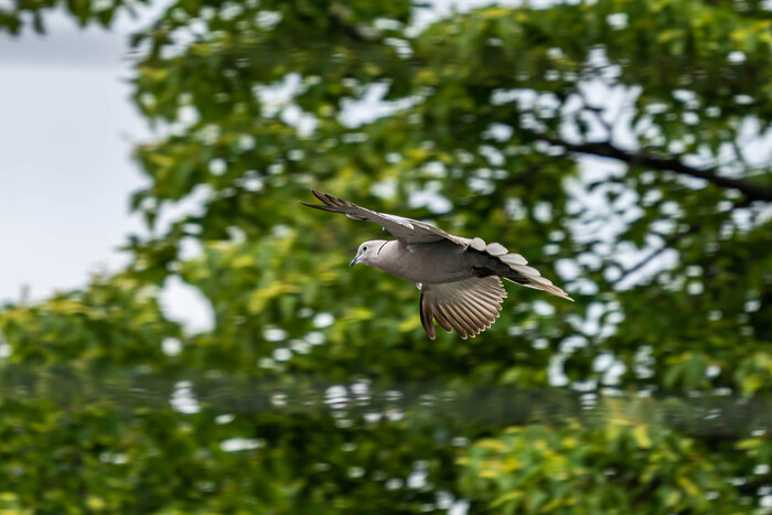 ��������� �������