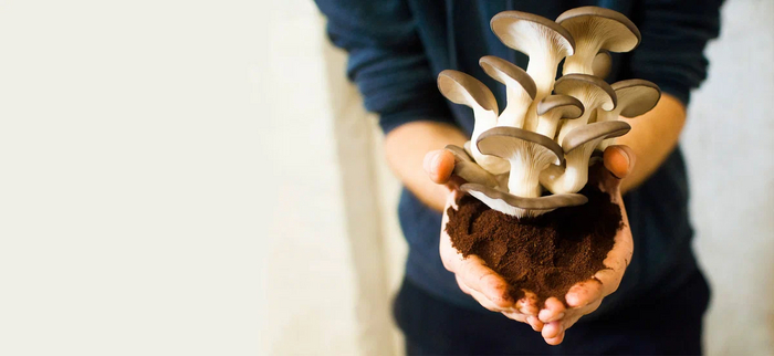 Бельгийская компания превращает кофе в грибы и изоляционную плитку Мусор, Экология, Сельское хозяйство, Производство, Грибы, Пластик, Длиннопост