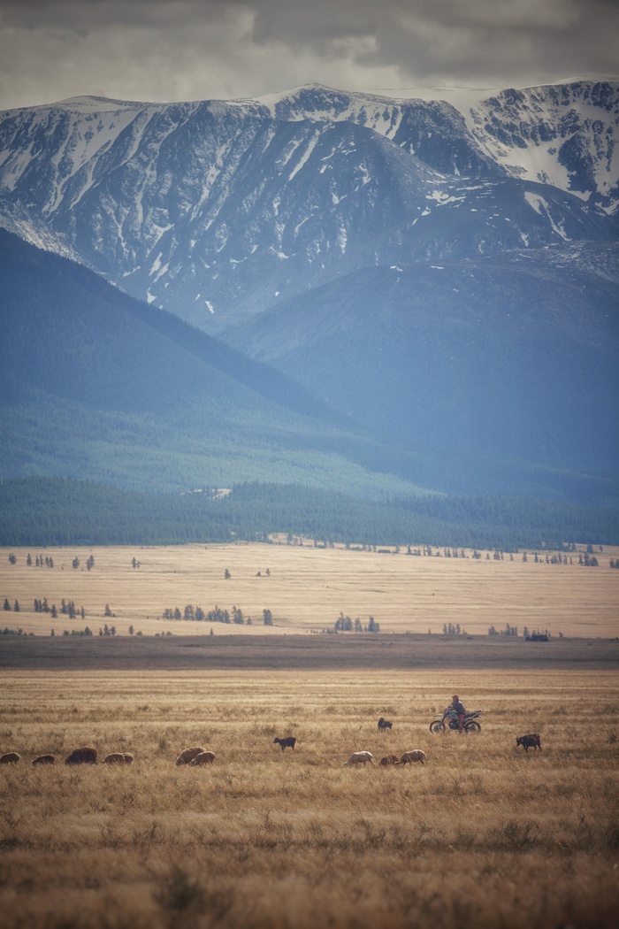 Высокогорный этюд Фотография, Республика Алтай, Алтайские горы, Пастух, Пейзаж