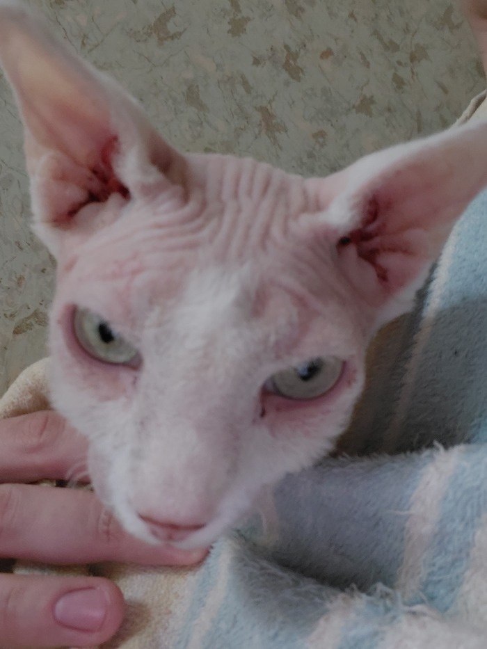 Трёхгранный кот